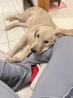 Barbie, a female Golden Retriever for sale in Chicago, IL – Photo 3 of 10