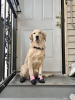Barbie, a female Golden Retriever for sale in Chicago, IL – Photo 5 of 10