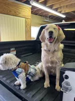 Barbie, a female Golden Retriever for sale in Chicago, IL – Photo 6 of 10