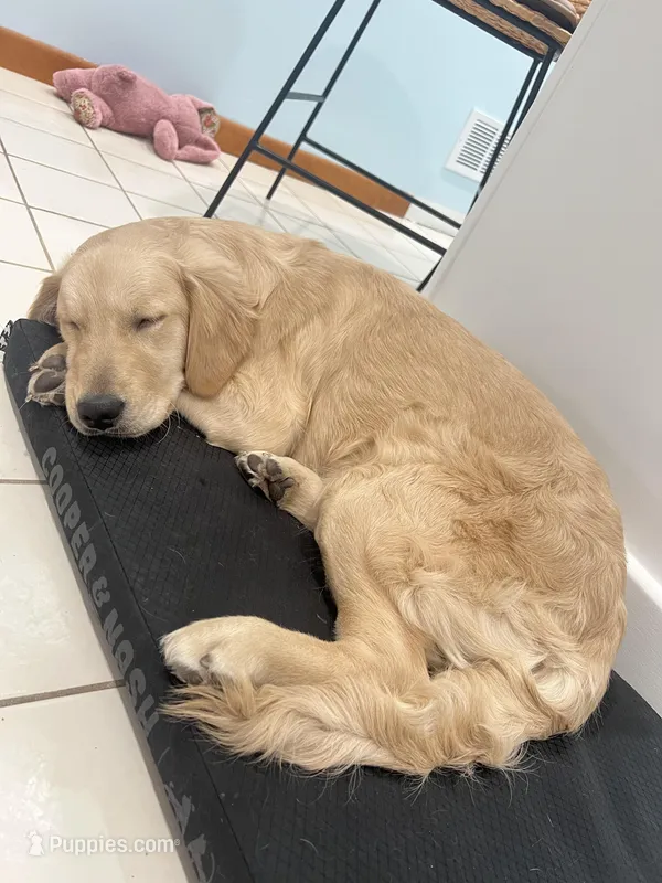 Barbie, a female Golden Retriever for sale in Chicago, IL – Photo 1 of 10
