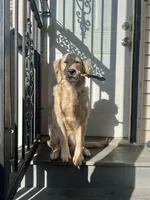 Barbie, a female Golden Retriever for sale in Chicago, IL – Photo 2 of 10