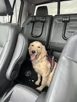 Barbie, a female Golden Retriever for sale in Chicago, IL – Photo 4 of 10