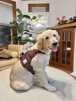 Barbie, a female Golden Retriever for sale in Chicago, IL – Photo 7 of 10