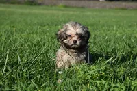 Charlie Brown, a male Russian Tsvetnaya Bolonk for sale in Newport, PA – 1 of 1