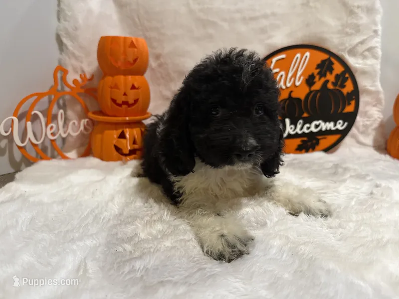 Oleg – Cockapoo puppy for sale in Earle, AR