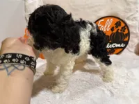 Spoiled Panda, a female Cockapoo for sale in Earle, AR – 7 of 7