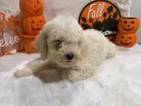Annie, a female Cockapoo for sale in Earle, AR – 5 of 6