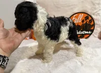 Spoiled Panda, a female Cockapoo for sale in Earle, AR – 5 of 7