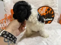 Spoiled Panda, a female Cockapoo for sale in Earle, AR – 4 of 7
