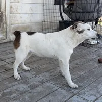 Polar Bear, a male Australian Cattle Dog and Australian Stumpy Tail Cattle Dog for sale in Earle, AR – Photo 2 of 6