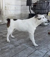 Polar Bear, a male Australian Cattle Dog and Australian Stumpy Tail Cattle Dog for sale in Earle, AR – Photo 2 of 6