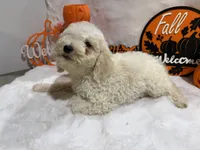 Annie, a female Cockapoo for sale in Earle, AR – 4 of 6