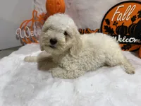 Caroline, a female Cockapoo for sale in Earle, AR – 5 of 5