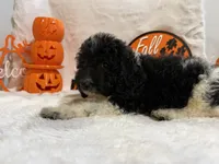 Oleg, a male Cockapoo for sale in Earle, AR – 4 of 5