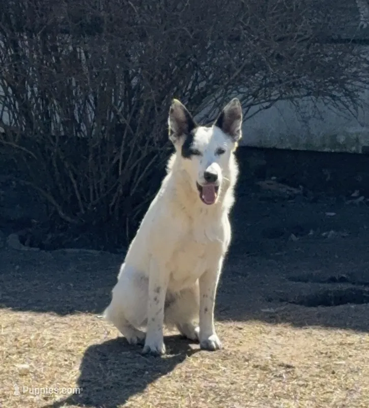 Three Spots, a female Australian Cattle Dog and Australian Stumpy Tail Cattle Dog for sale in Earle, AR – Photo 1 of 7