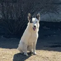Three Spots, a female Australian Cattle Dog and Australian Stumpy Tail Cattle Dog for sale in Earle, AR – Photo 1 of 7