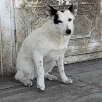Three Spots, a female Australian Cattle Dog and Australian Stumpy Tail Cattle Dog for sale in Earle, AR – Photo 2 of 7