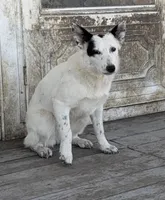 Three Spots, a female Australian Cattle Dog and Australian Stumpy Tail Cattle Dog for sale in Earle, AR – Photo 2 of 7