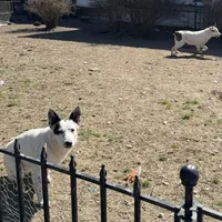Three Spots, a female Australian Cattle Dog and Australian Stumpy Tail Cattle Dog for sale in Earle, AR – Photo 7 of 7
