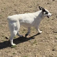Three Spots, a female Australian Cattle Dog and Australian Stumpy Tail Cattle Dog for sale in Earle, AR – Photo 5 of 7