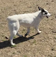Three Spots, a female Australian Cattle Dog and Australian Stumpy Tail Cattle Dog for sale in Earle, AR – Photo 5 of 7
