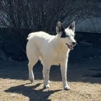 Three Spots, a female Australian Cattle Dog and Australian Stumpy Tail Cattle Dog for sale in Earle, AR – Photo 4 of 7