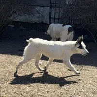 Three Spots, a female Australian Cattle Dog and Australian Stumpy Tail Cattle Dog for sale in Earle, AR – Photo 3 of 7