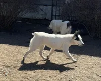 Three Spots, a female Australian Cattle Dog and Australian Stumpy Tail Cattle Dog for sale in Earle, AR – Photo 3 of 7