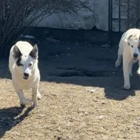 Three Spots, a female Australian Cattle Dog and Australian Stumpy Tail Cattle Dog for sale in Earle, AR – Photo 6 of 7