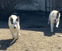 Three Spots, a female Australian Cattle Dog and Australian Stumpy Tail Cattle Dog for sale in Earle, AR – Photo 6 of 7