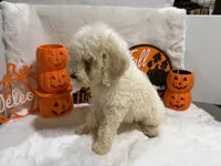 Annie, a female Cockapoo for sale in Earle, AR – 2 of 6