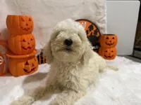 Caroline, a female Cockapoo for sale in Earle, AR – 2 of 5