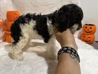 Spoiled Panda, a female Cockapoo for sale in Earle, AR – 3 of 7