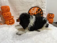 Oleg, a male Cockapoo for sale in Earle, AR – 2 of 5