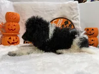 Oleg, a male Cockapoo for sale in Earle, AR – 3 of 5