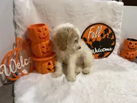 Max, a female Cockapoo for sale in Earle, AR – 2 of 6