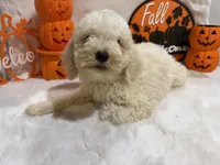 Caroline, a female Cockapoo for sale in Earle, AR – 3 of 5