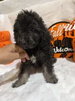 Han, a male Cockapoo for sale in Earle, AR – 2 of 6