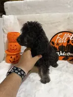 Han, a male Cockapoo for sale in Earle, AR – 4 of 6