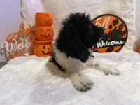 Oleg, a male Cockapoo for sale in Earle, AR – 5 of 5