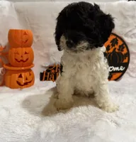 Spoiled Panda, a female Cockapoo for sale in Earle, AR – 6 of 7