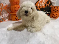 Annie, a female Cockapoo for sale in Earle, AR – 6 of 6