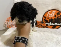 Spoiled Panda, a female Cockapoo for sale in Earle, AR – 2 of 7