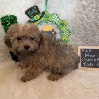 Ariel, a female Cockapoo for sale in Earle, AR – Photo 4 of 7