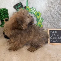 Ariel, a female Cockapoo for sale in Earle, AR – Photo 7 of 7