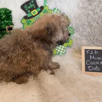 Ariel, a female Cockapoo for sale in Earle, AR – Photo 6 of 7