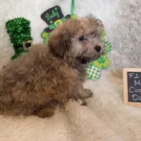 Ariel, a female Cockapoo for sale in Earle, AR – Photo 1 of 7