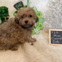 Ariel, a female Cockapoo for sale in Earle, AR – Photo 3 of 7