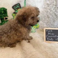 Ariel, a female Cockapoo for sale in Earle, AR – Photo 2 of 7