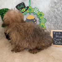 Ariel, a female Cockapoo for sale in Earle, AR – Photo 5 of 7
